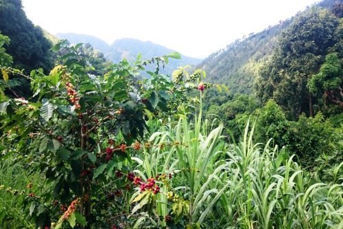 Blue Mountains - Kolumbien Individual