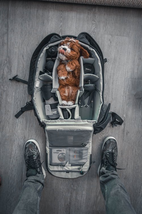 Jamaika Einreise Haustiere - Kolumbien Individual