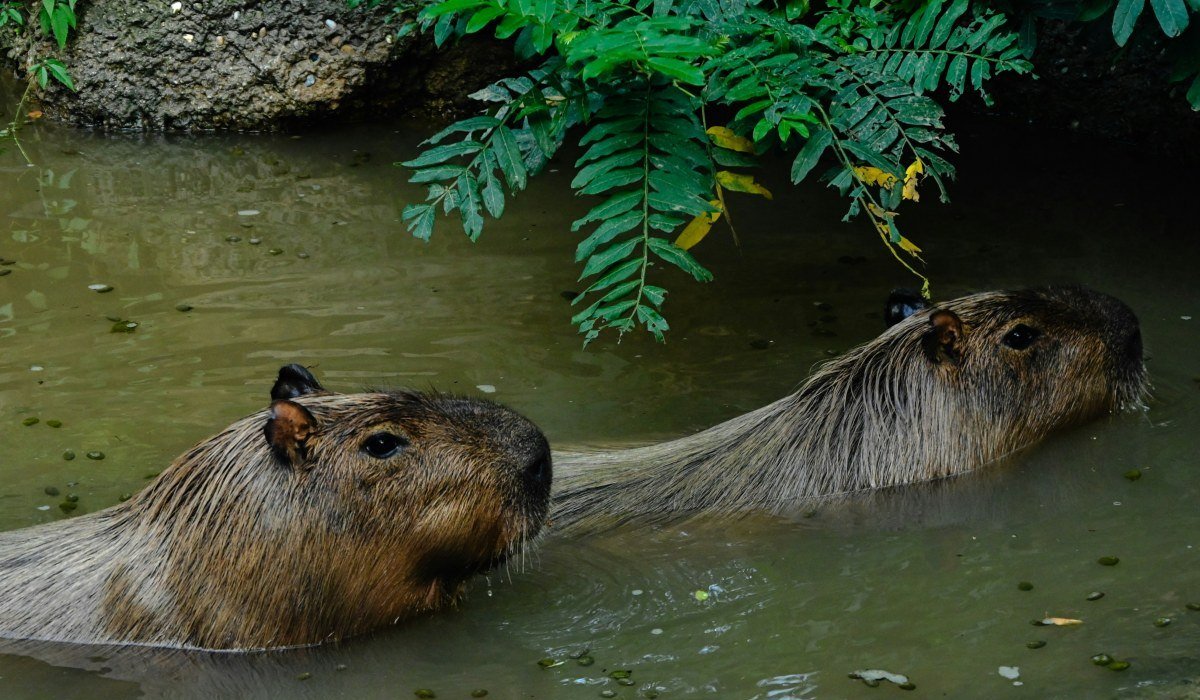 Mururito- Llanos Kolumbien