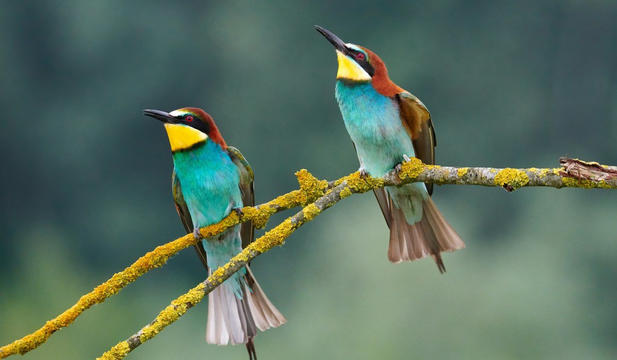 Mururito- Llanos Kolumbien (3)