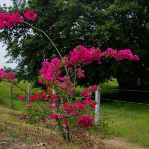 Mururito- Llanos Kolumbien