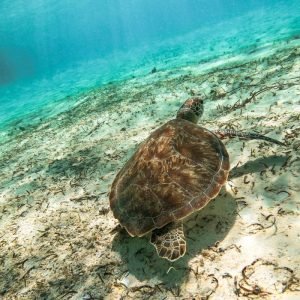 Rosario Insel- Kolumbien 4 wochen