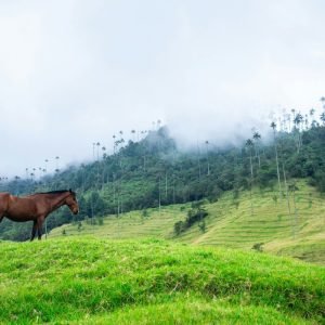 Salento-Quindio-Kolumbien (1)