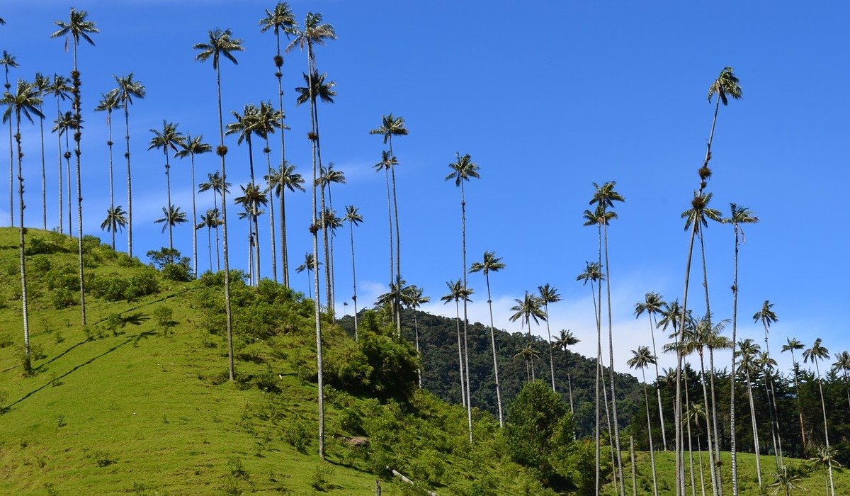 cocora tal