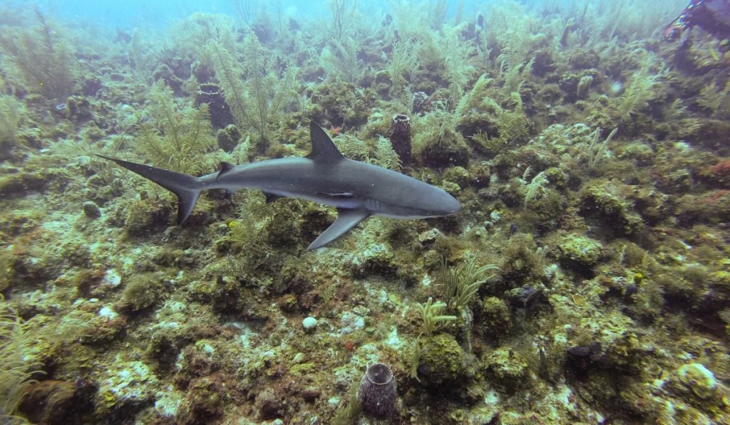 Isla Providencia Kolumbien