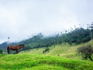 Valle de cocora - Salento- Kolumbien
