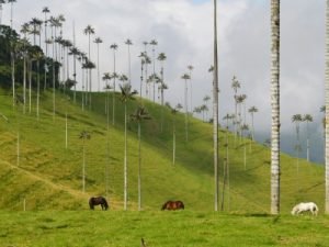 Valle de cocora - Salento- Kolumbien