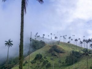Valle de cocora - Salento- Kolumbien
