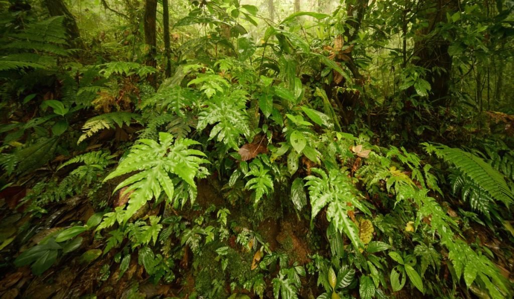 Wann ist die beste Kolumbien Reisezeit Klimatabellen und Regentage 2 - Kolumbien Individual