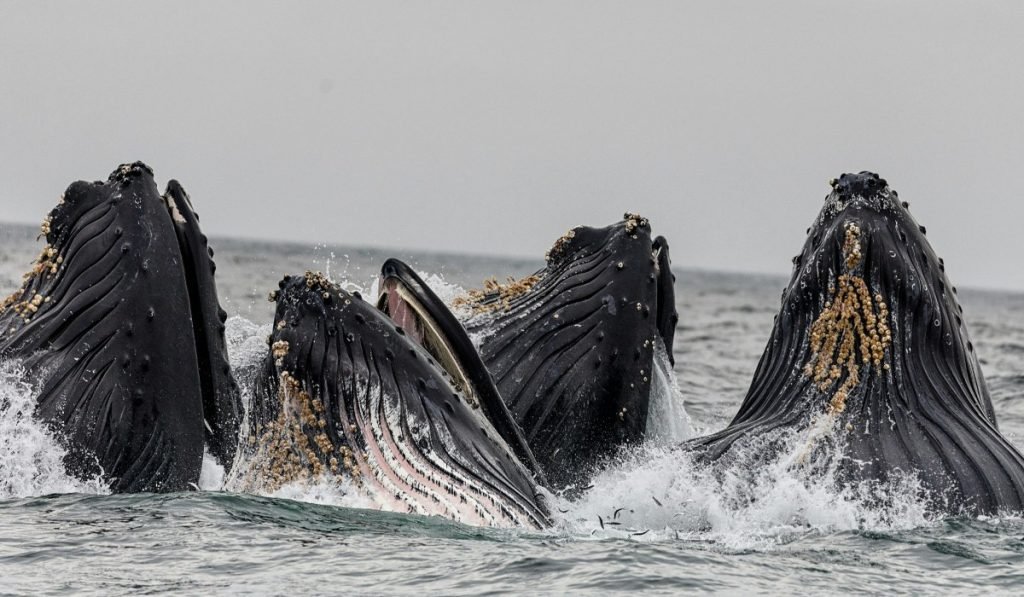 cetaceos - Kolumbien Individual